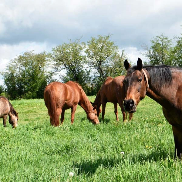 Pension pour chevaux à Yssingeaux, Haute-Loire